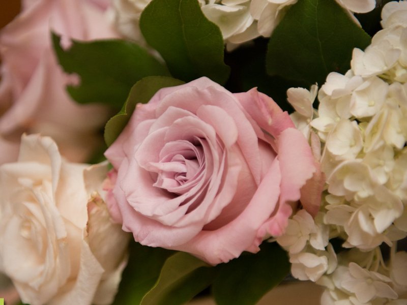 http://A%20pink%20rose%20close-up%20from%20Flair%20Floral