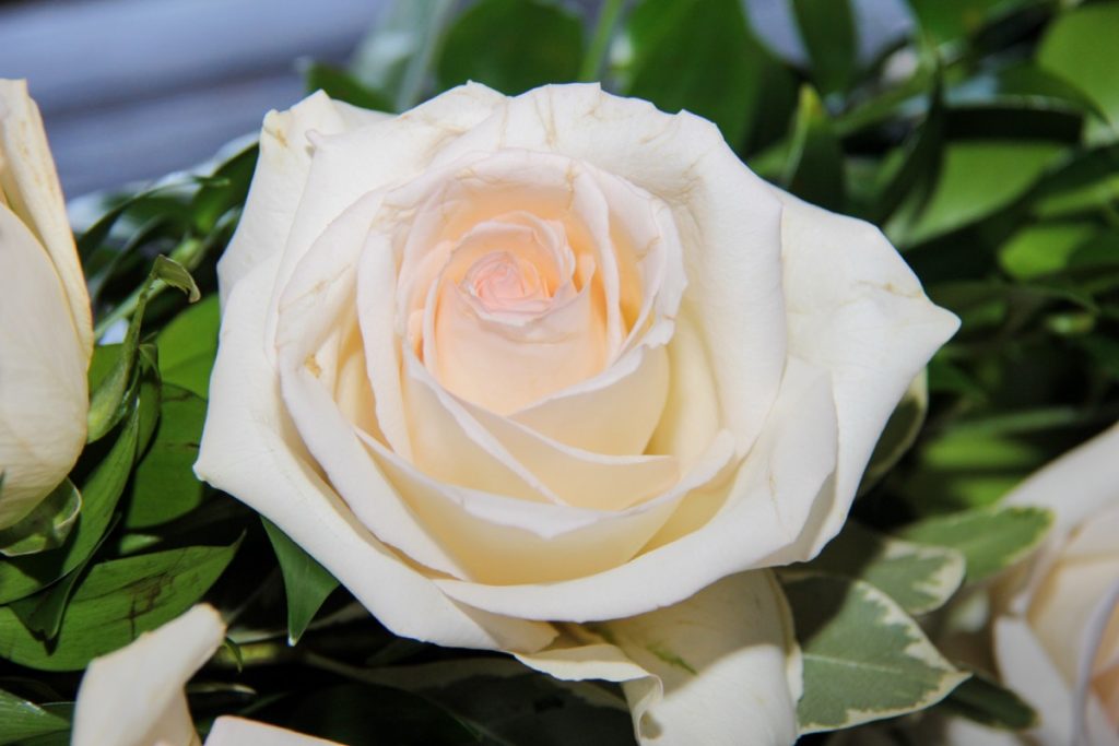 A white rose is very nice at La Cantera Resort and Spa.