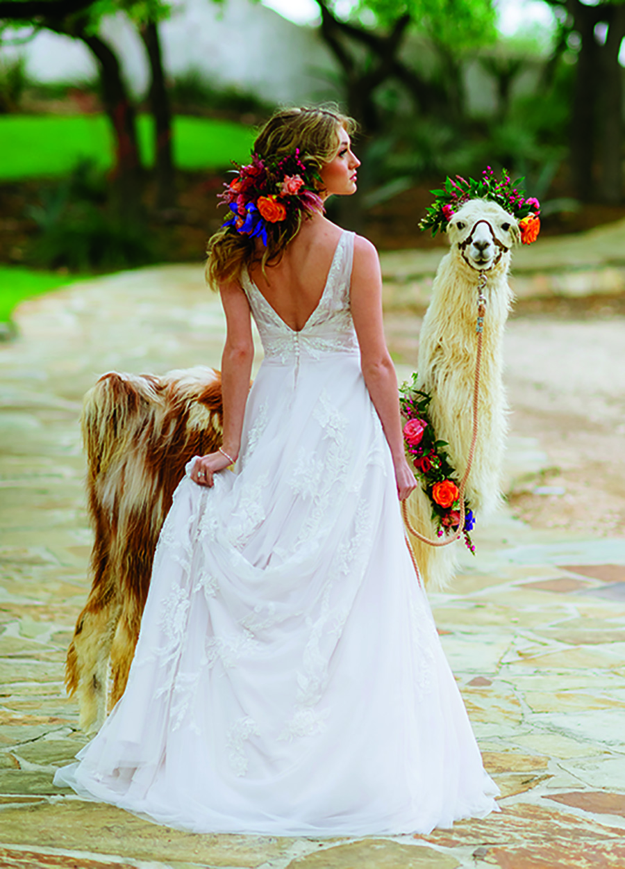 Leslie Lane Llama Farm-BridalBuzz-San Antonio Weddings