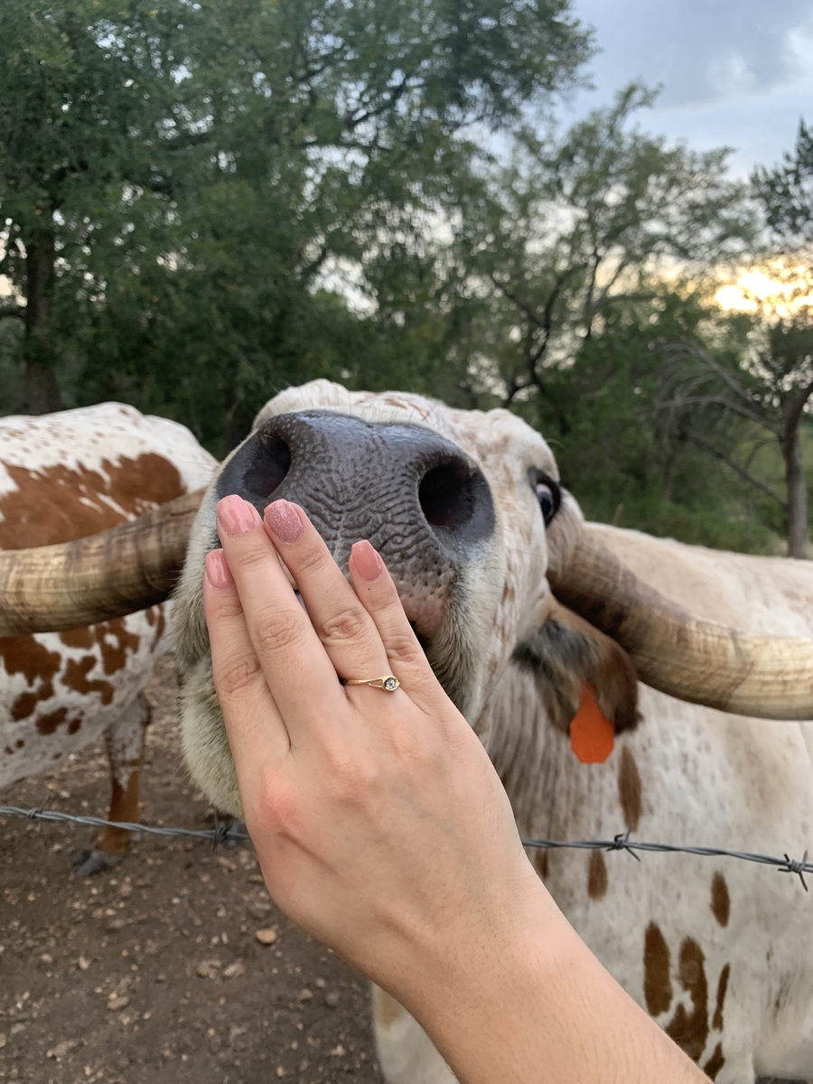 Erika Feeding longhorn at harper hill ranch in texas