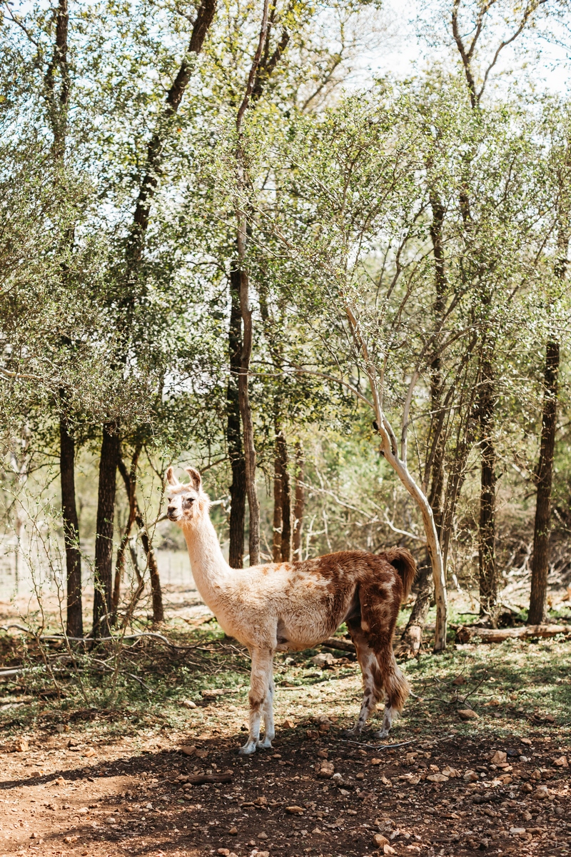 llama at wedding Harper Hill Ranch
